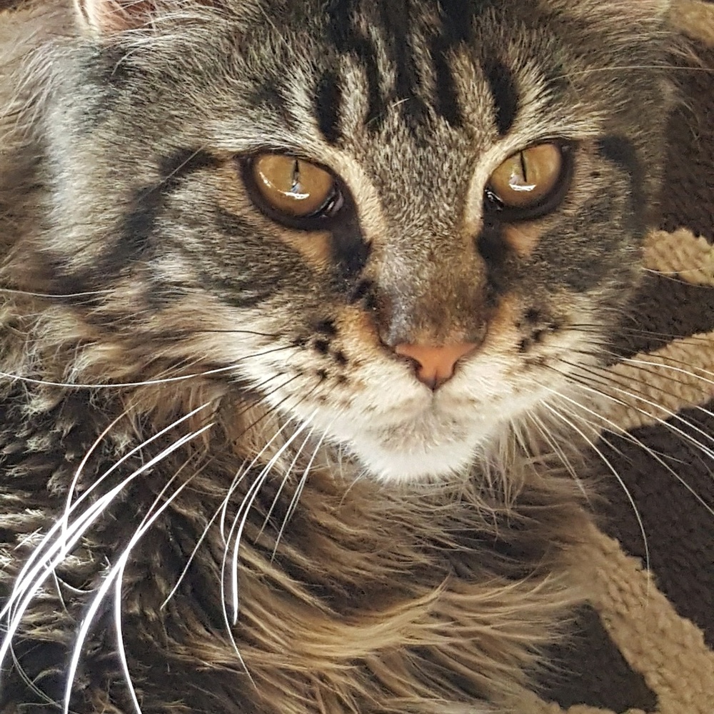 Meet your Posher, Nancy